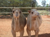 Australia exports camels to Saudi Arabia!
